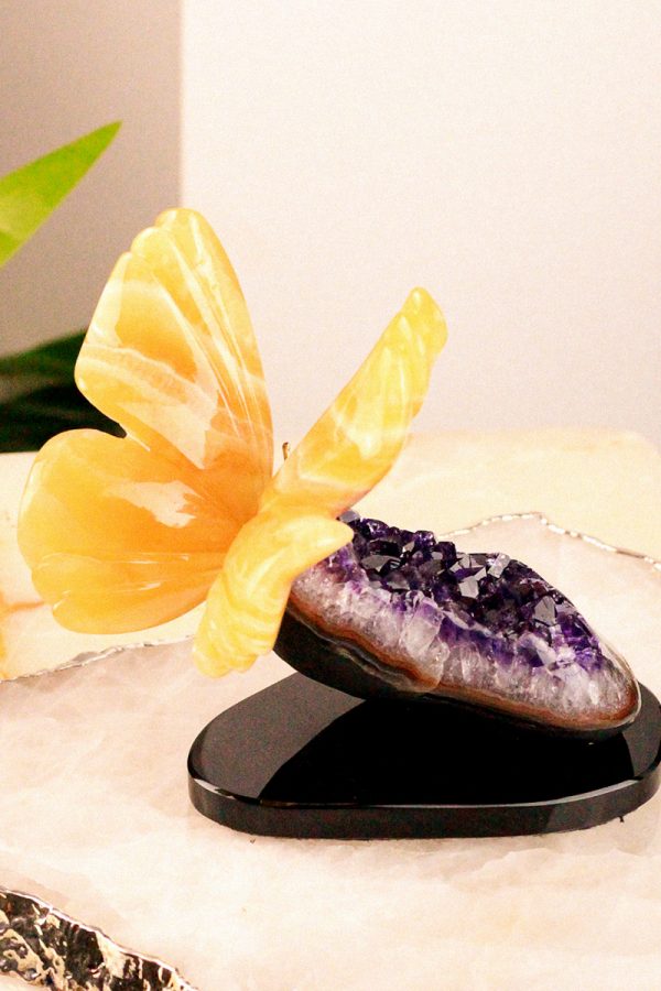 butterfly-yta-brazil-home-2